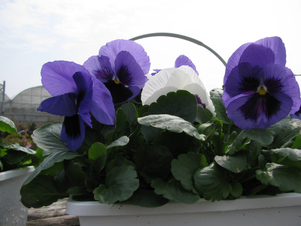 Pansy Baskets are planted and growing.